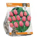 Baltus Tulipa Darwin Hybrid Pink Impression tulpen bloembollen per 5 stuks